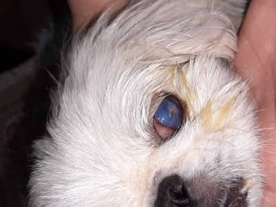 Cooper needs help