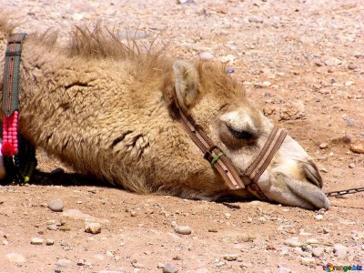 Help Us to save bargash camels