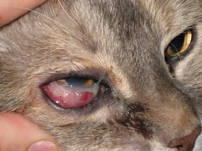 HELP CHOCO FOR EYE SURGERY & TREATMENT