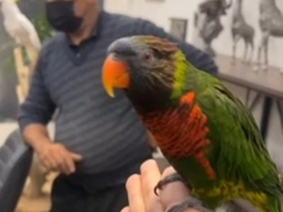 Helping a bird