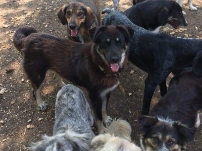 Help me equip a newly built dog shelter.