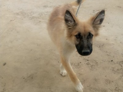 HELPING STREET PUPPIES