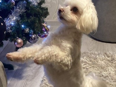 My precious doggy