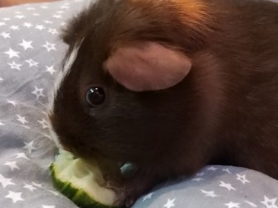 Need more money to feed 3 guinea pigs
