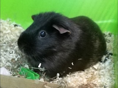 Feed guinea pigs