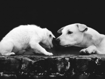 Please help the poor Dogs ?
