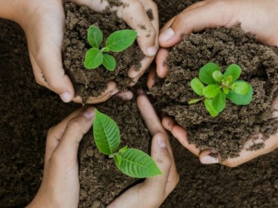 Tree Planting