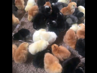 Chicken potry