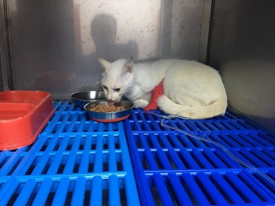 BUBU need help for her surgery