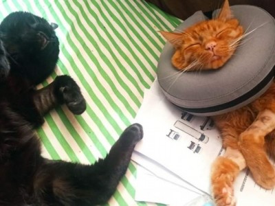 Help Balam and Dormammu with vet expenses