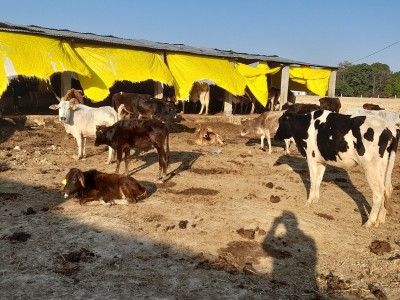 Help, Rescue and Feed abandoned animals