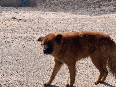 Save « xiaoxiao » an Akita Dog