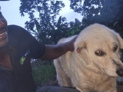Terminally ill dog