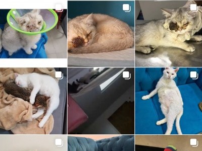 help me save my rescues