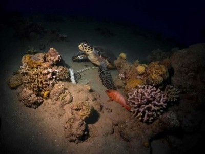 Marine pollution