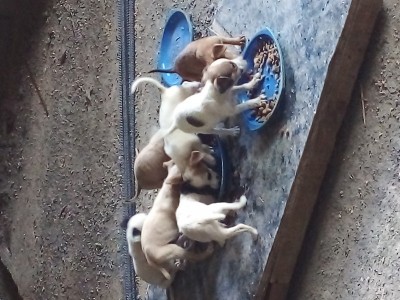 Paws and claws animal care