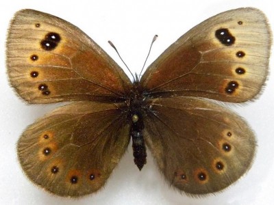 PROTECT DALMATIAN BUTTERFLY