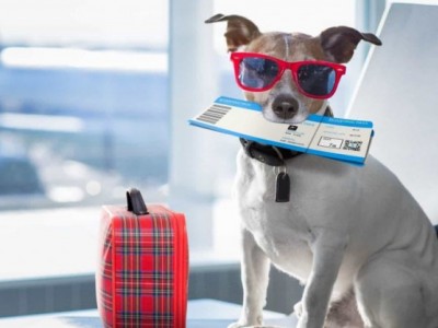 Transport for stray dogs in forever home