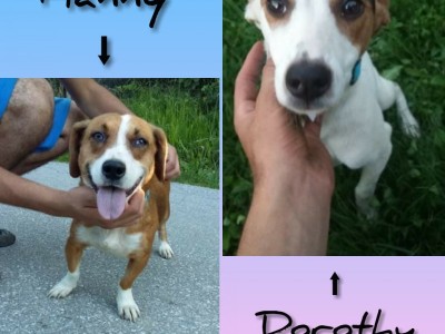 Transport for stray dogs in forever home