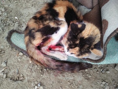 Help Cats are in pain