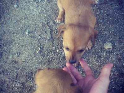 Donate food for animals on the street