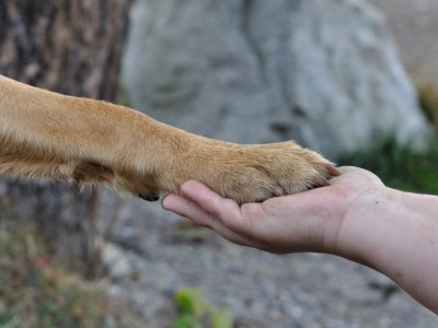 Helping homeless pets