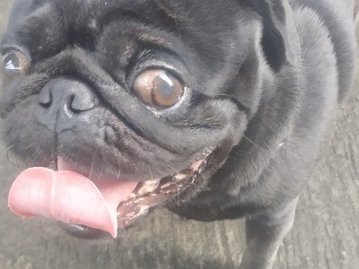 Bantu biaya operasi dan perawatan Loki pugs