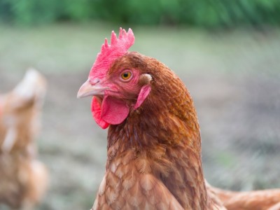 sarting a free range chicken raring business