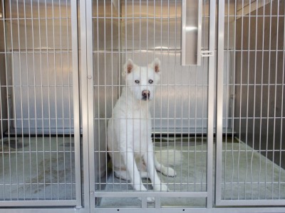 Animal shelter rescue