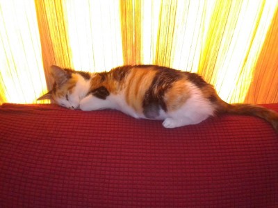 Fip treatment for Mia Cordier