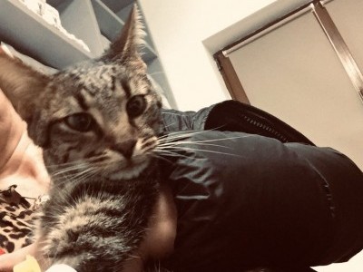 Zorro wants to live