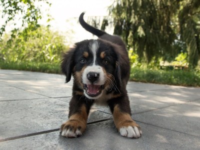 My dog treatment