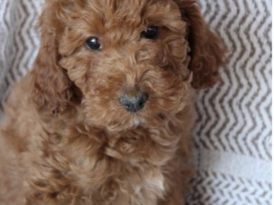Emotional Support Puppy