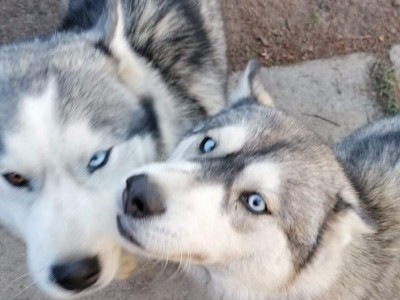 Help the Shelter