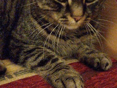 Raising money to get my cat treats, toys
