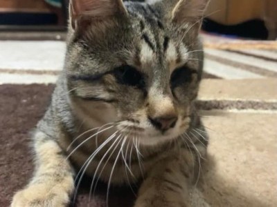 Treating animals in need of medical care