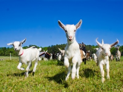 Feed the animals at White Post Farm
