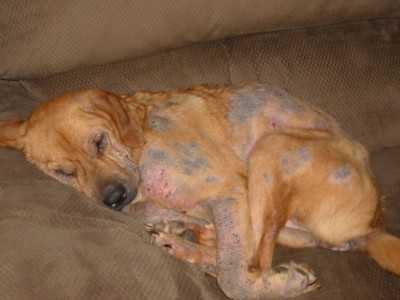 Parasitic infection of dogs