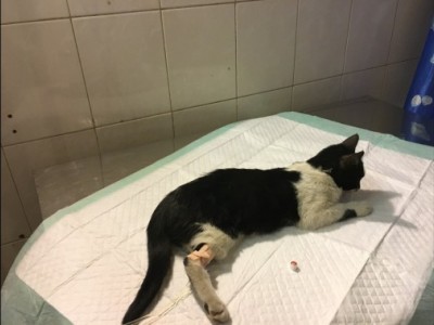 Help cat me