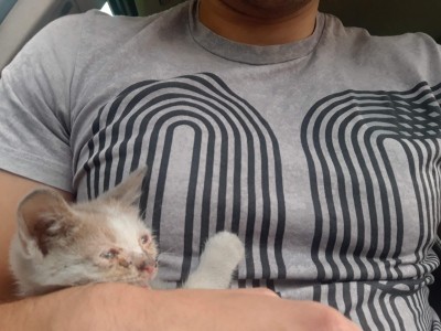 Help for kitten