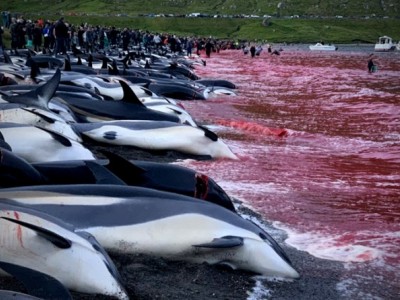 Save the whales