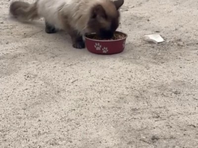 Helping stray cats
