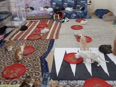 Helping stray cats