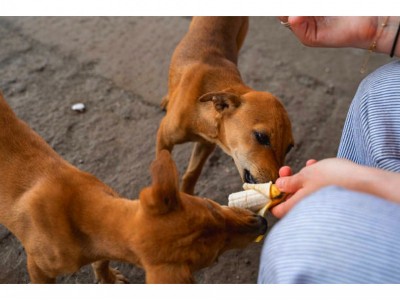We need your help (WE WANT FOOD)