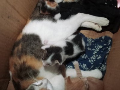 Help me to buy the cat food