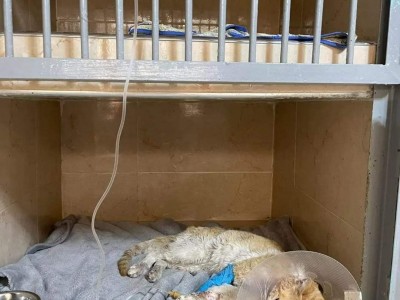 Save the lives of poor cats and dogs