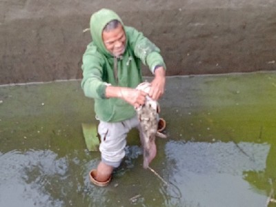 Fish campaign help