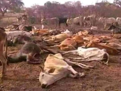 Help us from Drought in Somalia