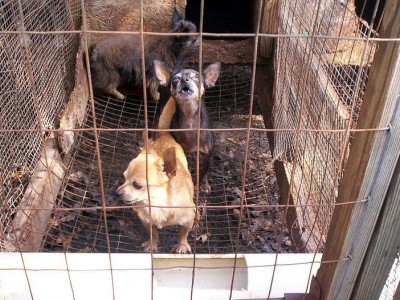 The sweet home animal