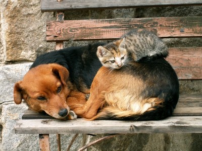 please help the animals